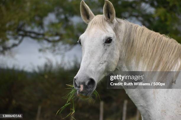 grey horse,close-up of horse standing on field,united kingdom,uk - white horse stock pictures, royalty-free photos & images