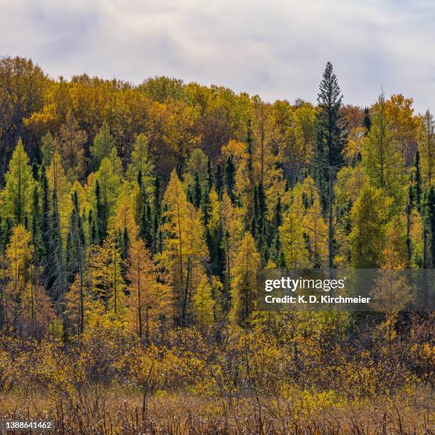 the edge of the boreal forest in autumn. - floresta de boreal imagens e fotografias de stock