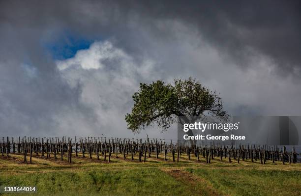 Warm spring weather kicks temperatures into the 70s as the first significant rain storm of the year arrives in Santa Barbara County's Wine Country...