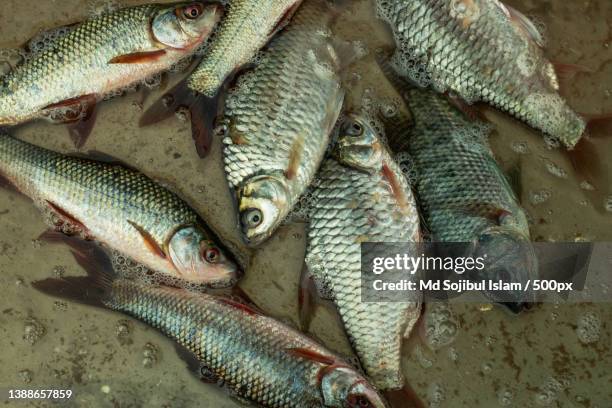 puntius terio or onespot barb and tilapia that are mainly freshwater,bangladesh - tetra images stock pictures, royalty-free photos & images