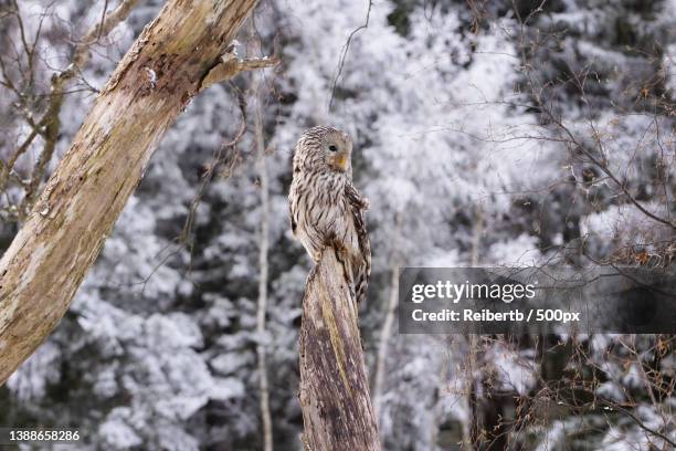 the ural owl,low angle view of barred owl perching on tree,austria - ural owl stock-fotos und bilder