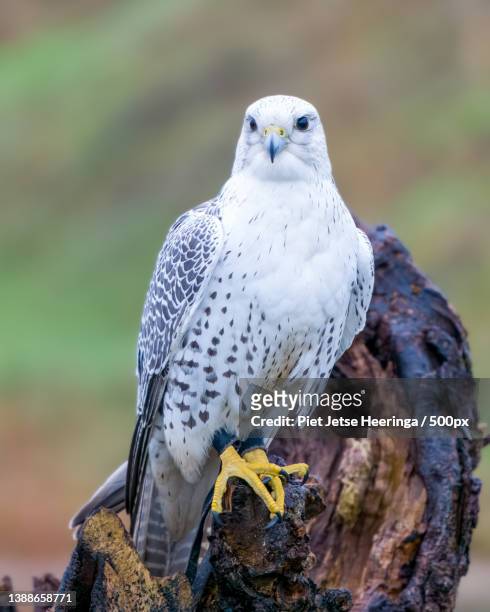 hawk,close-up of falcon of prey perching on branch,de valk roofvogels,netherlands - wilde dieren stockfoto's en -beelden