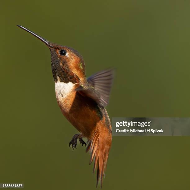 rufous hummingbird - hovering fotografías e imágenes de stock