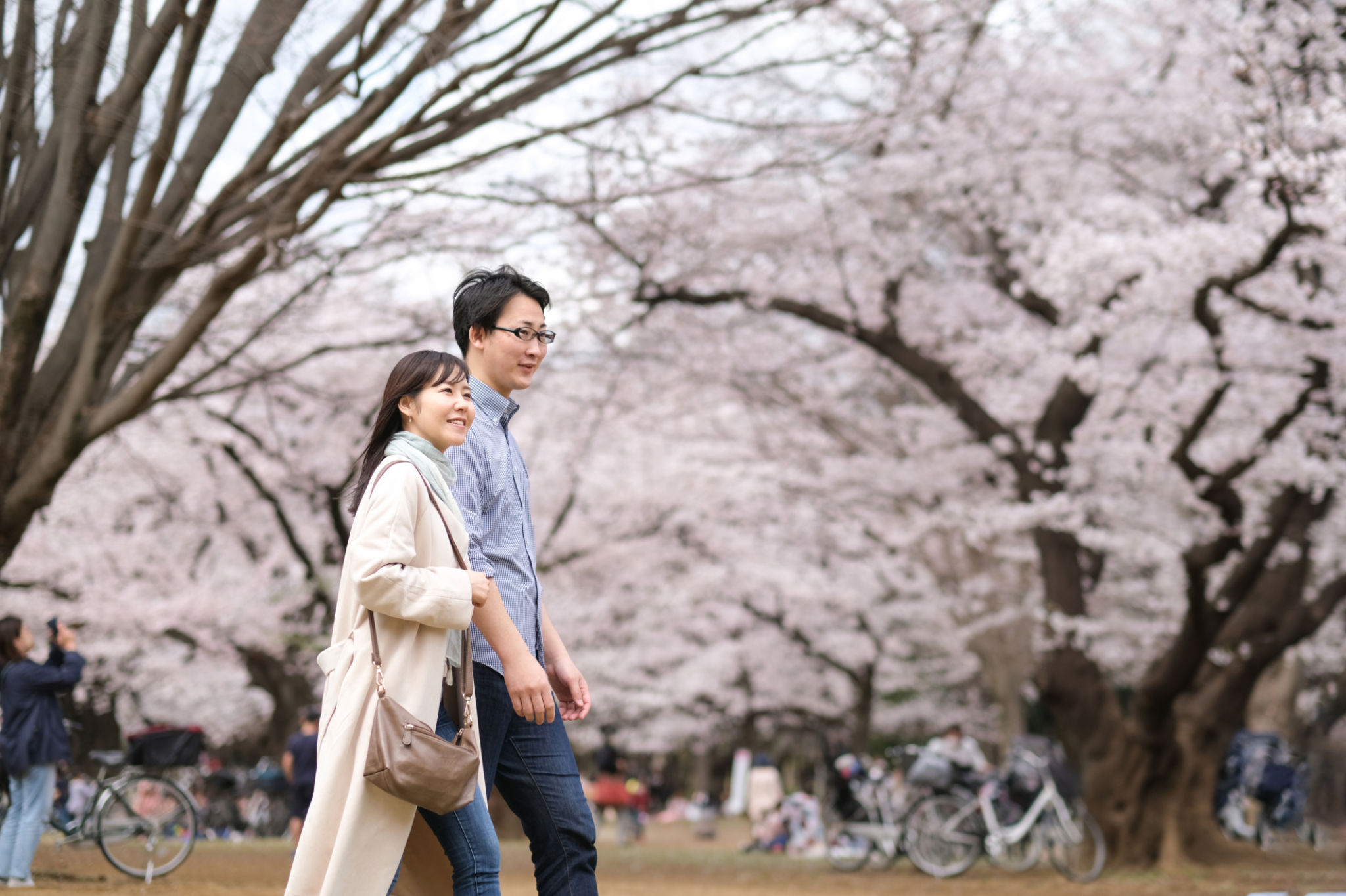 cherry blossoms japan