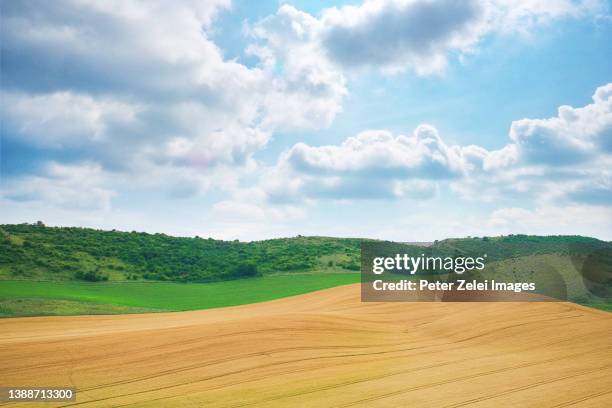 wheat fields in the countryside - ungarn stock-fotos und bilder