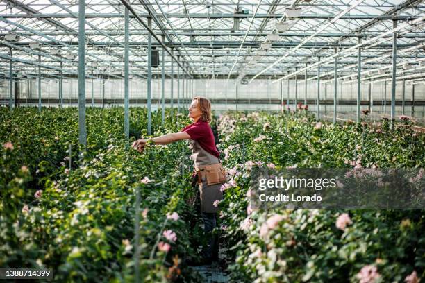 a female worker in a flower greenhouse in holland - greenhouse imagens e fotografias de stock