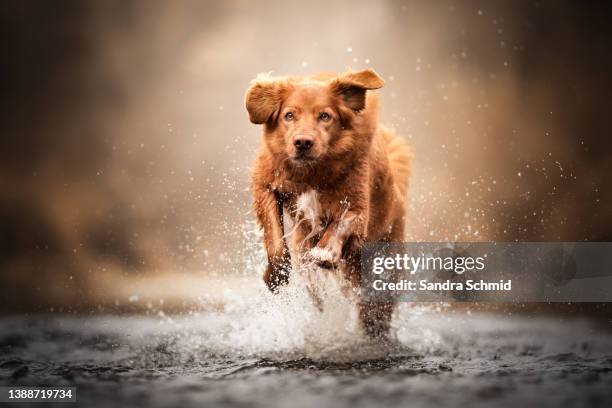 splish splash - dog swimming stock pictures, royalty-free photos & images
