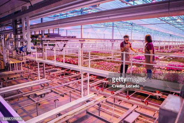 two facility workers in an orchid greenhouse in holland - greenhouse stockfoto's en -beelden