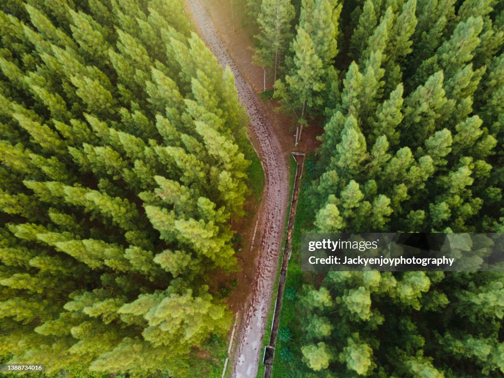 High Angle View Of Road Amidst Trees In Forest