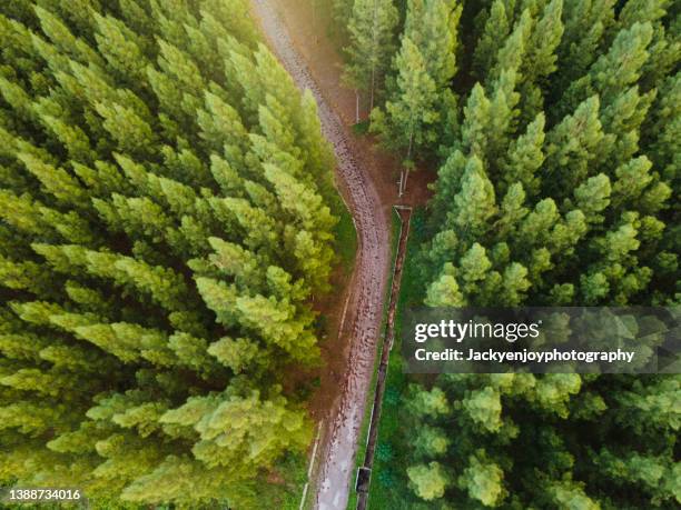 high angle view of road amidst trees in forest - tree farm imagens e fotografias de stock