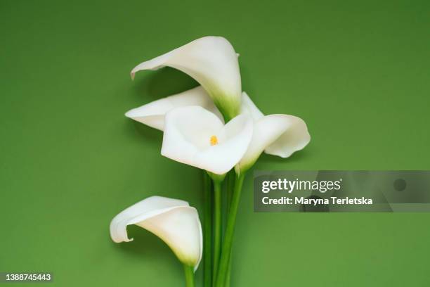 beautiful white callas on a colored background. floral background. celebration. birthday. women's day. easter. mothers day. march 8. - alcatraz fotografías e imágenes de stock