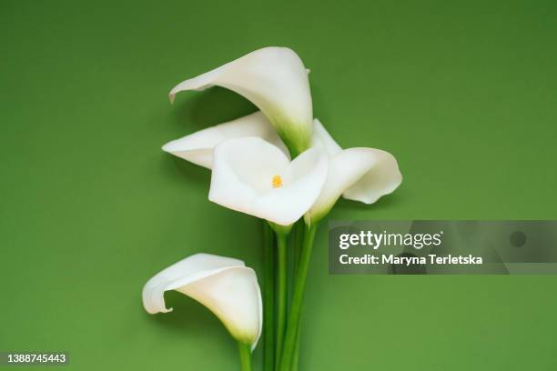 beautiful white callas on a colored background. floral background. celebration. birthday. women's day. easter. mothers day. march 8. - white flower paper stock pictures, royalty-free photos & images