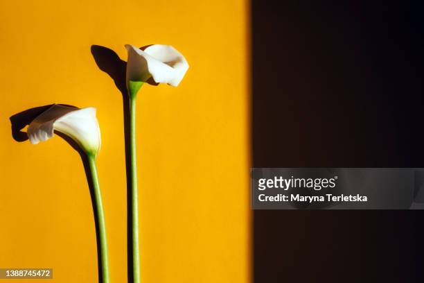 beautiful white callas on a colored background. floral background. celebration. birthday. women's day. easter. mothers day. march 8. - calla lilies white stock-fotos und bilder