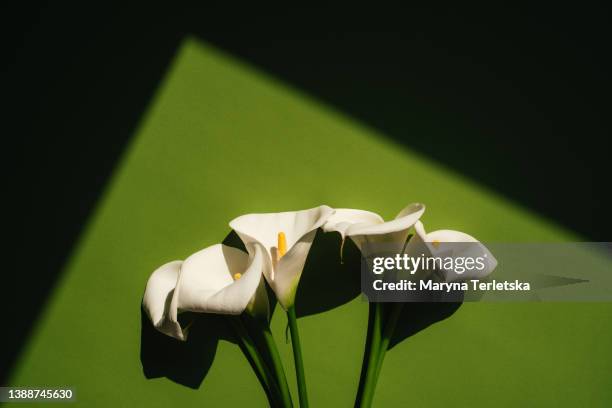 beautiful white callas on a colored background. floral background. celebration. birthday. women's day. easter. mothers day. march 8. - funeral flowers stockfoto's en -beelden