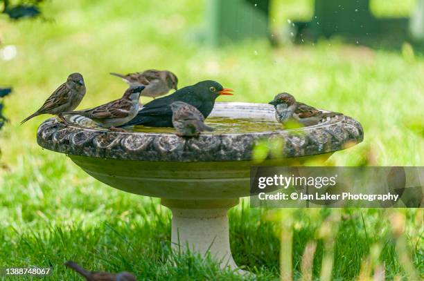 littlebourne, kent, england, uk. 25 march 2022. male common blackbird and house sparrows on bird bath. - passerine bird stockfoto's en -beelden