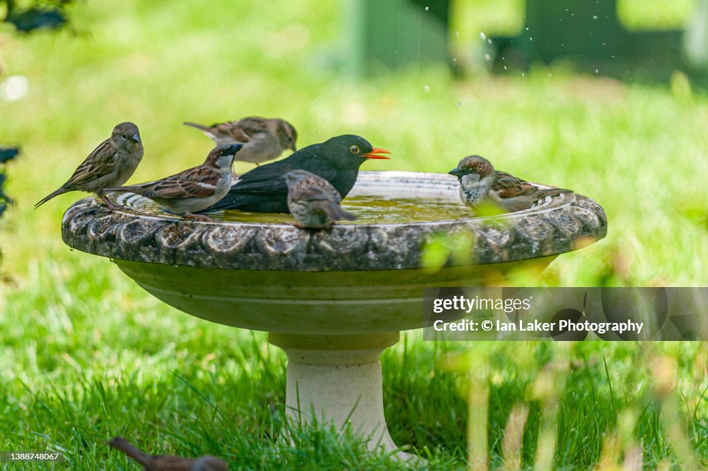 Littlebourne, Kent, England, UK. 25 March 2022. Male common blackbird and house sparrows on bird bath.
