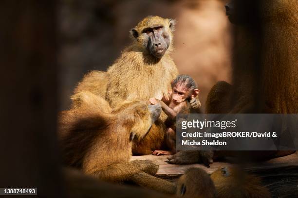 guinea baboon (papio papio), mother with her youngster, captive, germany - pavian stock-fotos und bilder