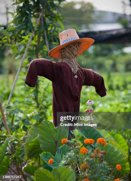 scarecrow in a vegetable patch to ward off birds, straw figure in hat wearing a teeshirt. - scarecrow agricultural equipment fotografías e imágenes de stock