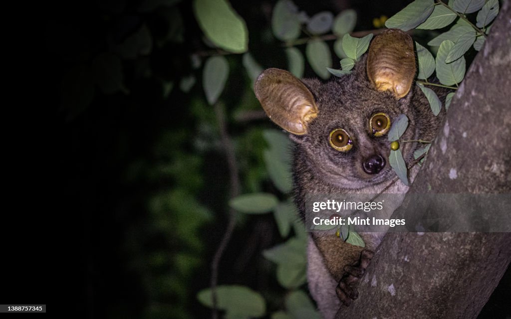 A thick tailed bushbaby, Otolemur crassicaudatus, hangs on a tree, direct gaze