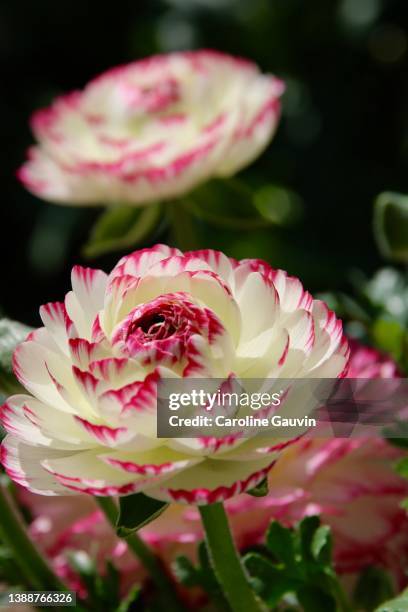 High Res Ranunculus 4,400 Ranunculus Stem Stock Photos, High-Res Pictures, and Images ...