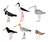 Set of wading birds isolated on white background. Vector illustration