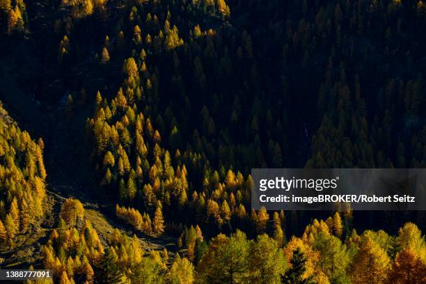autumn larch (larix) forest, martell valley, naturno, south tyrol, italy - martell valley italy stock pictures, royalty-free photos & images