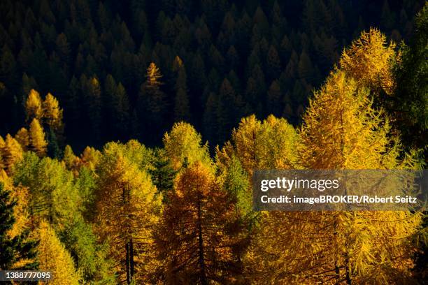 autumn larch (larix) forest, martell valley, naturno, south tyrol, italy - martell valley italy - fotografias e filmes do acervo