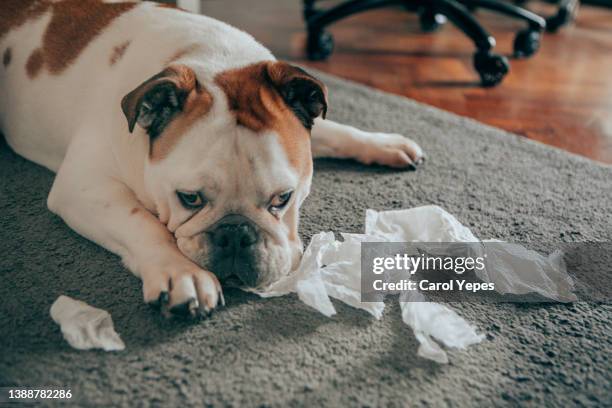 dog playing with lavatory paper at home. environment gives space for copy - toilet paper prank stock pictures, royalty-free photos & images