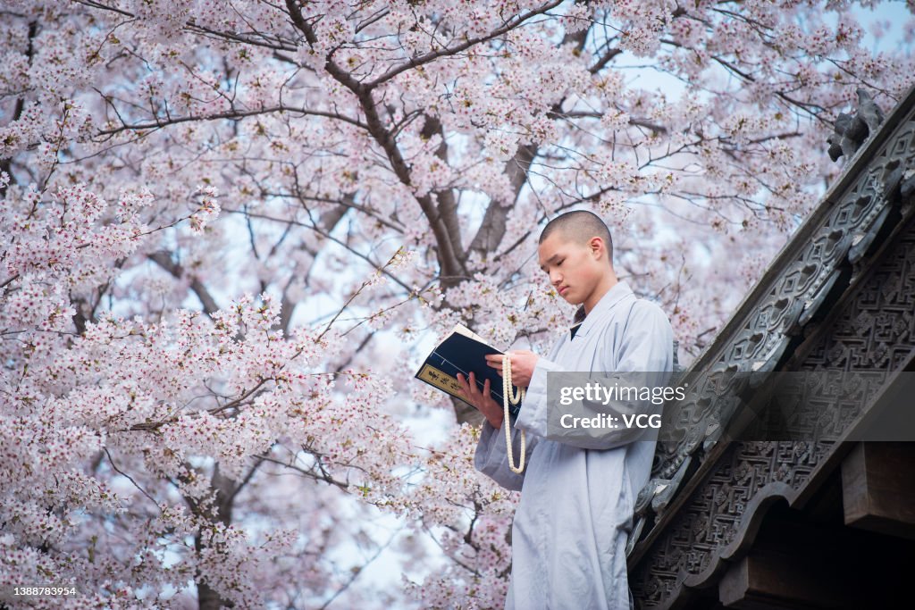 Spring Scenery At Shaolin Temple