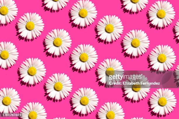 seamless pattern of white daisies on pink background - ヒナギク ストックフォトと画像