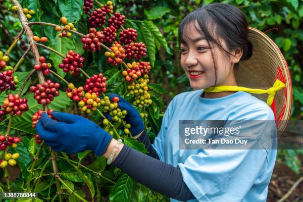 coffee harvesting - coffee ripen - 8k resolution - hot vietnamese women stock pictures, royalty-free photos & images
