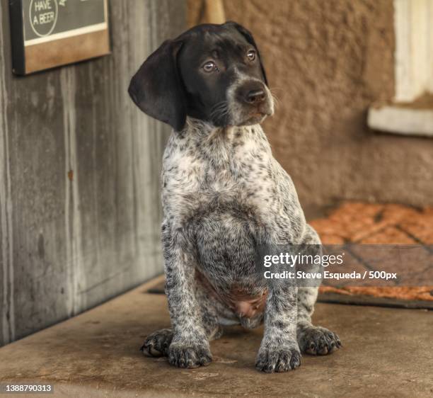 ready to go inside,close-up of pointer sitting on floor - german shorthaired pointer stock pictures, royalty-free photos & images