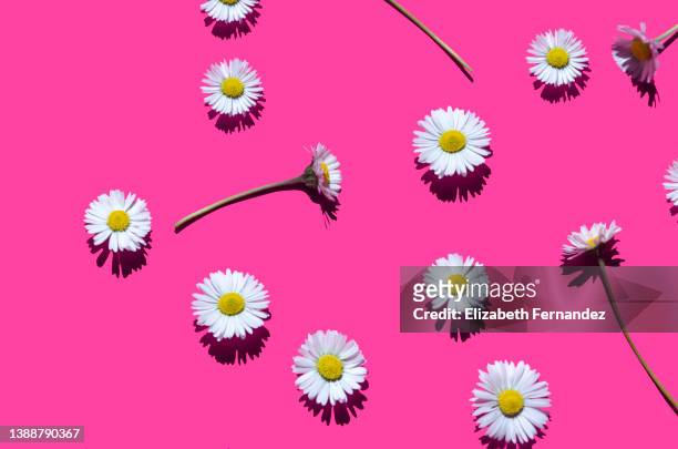 white daisies on pink background - ヒナギク ストックフォトと画像