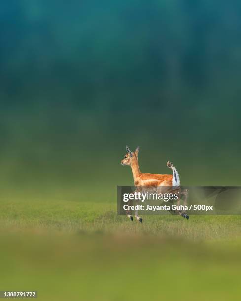 side view of deer running on field - springbok deer fotografías e imágenes de stock