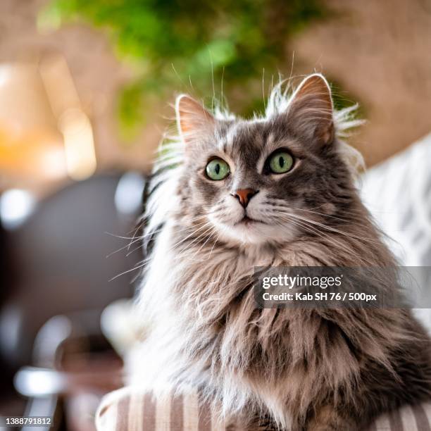close-up portrait of cat,maroc,morocco - sibirisk katt bildbanksfoton och bilder