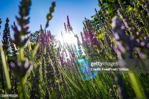 sunset sky over lavender bushes,closeup of flower field background - fleur macro stock pictures, royalty-free photos & images