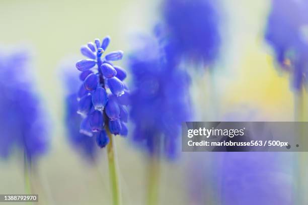 group of flowers muscari botryoides,close-up of purple flowering plant on field - muscari botryoides stock pictures, royalty-free photos & images
