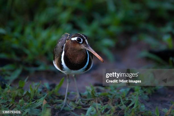 a greater painted snipe, rostratula benghalensis, on the ground. - greater painted snipe stock pictures, royalty-free photos & images