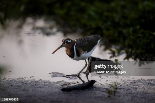 a greater painted snipe, rostratula benghalensis, walks through water - greater painted snipe stock pictures, royalty-free photos & images