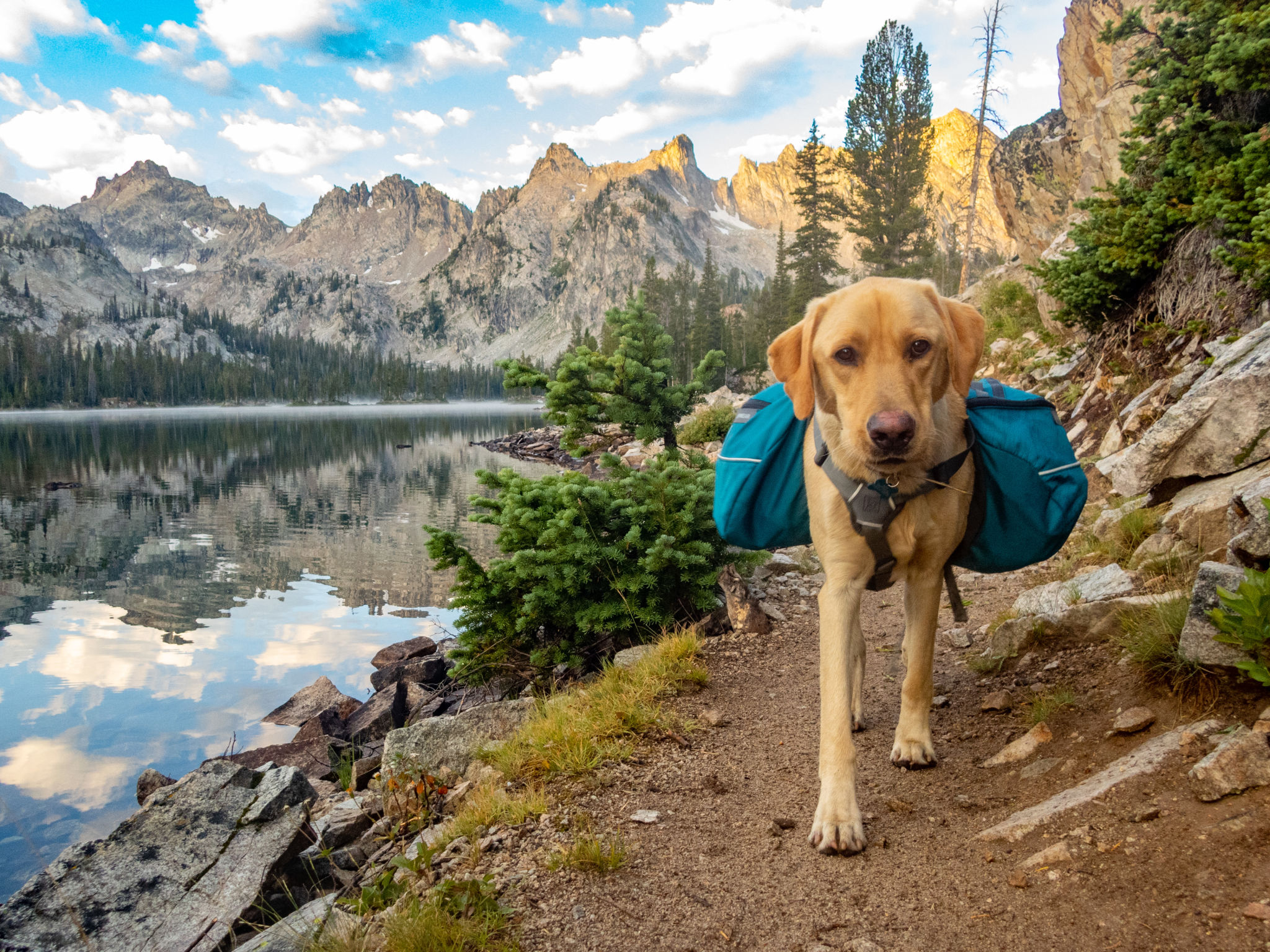 dog hiking