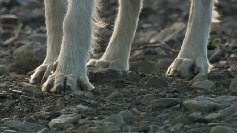 Wolves Foot 447 Wolf Feet Stock Videos, Footage, & 4K Video Clips - Getty Images