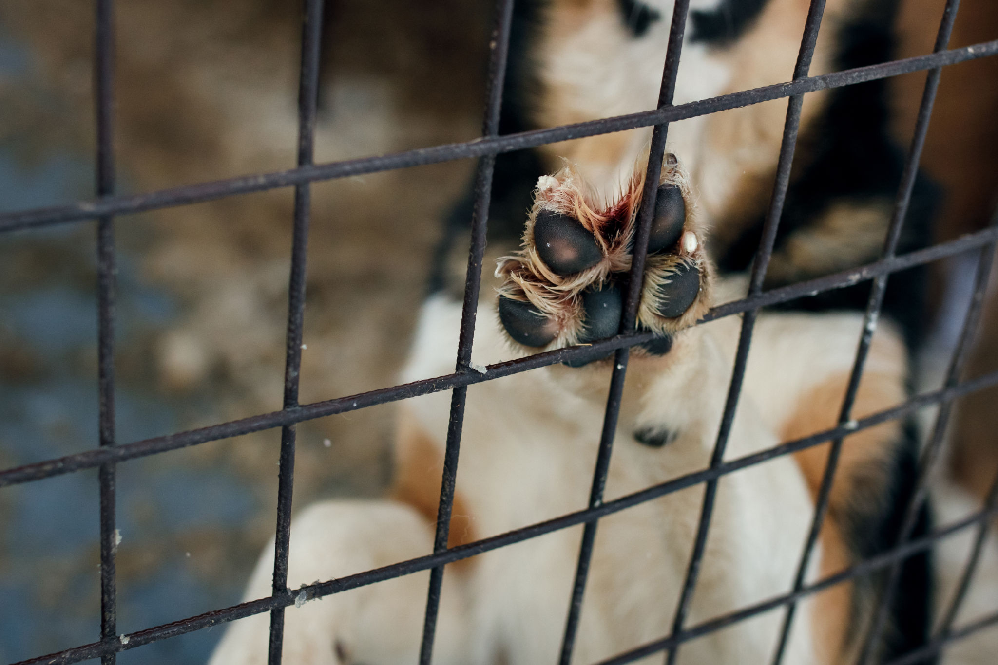 animal welfare