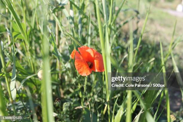 close-up of red poppy flower on field,lille,france - nord stock pictures, royalty-free photos & images
