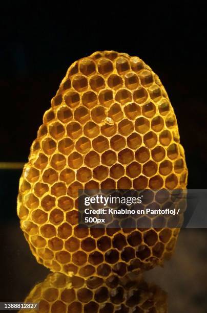 good work,close-up of honeycomb - getingbo bildbanksfoton och bilder