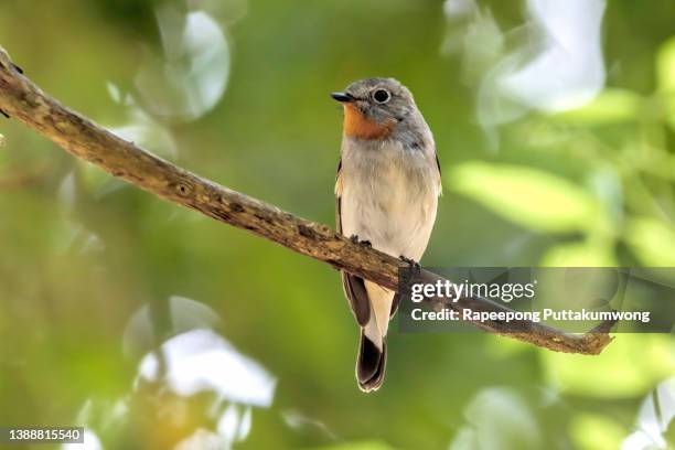 taiga flycatcher ficedula albicilla beautiful male birds of thailand - flycatcher stock pictures, royalty-free photos & images