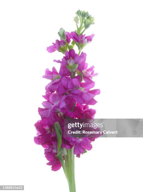 pink stock flower, gilly flower, matthiola incana, on white. - brassicaceae - fotografias e filmes do acervo