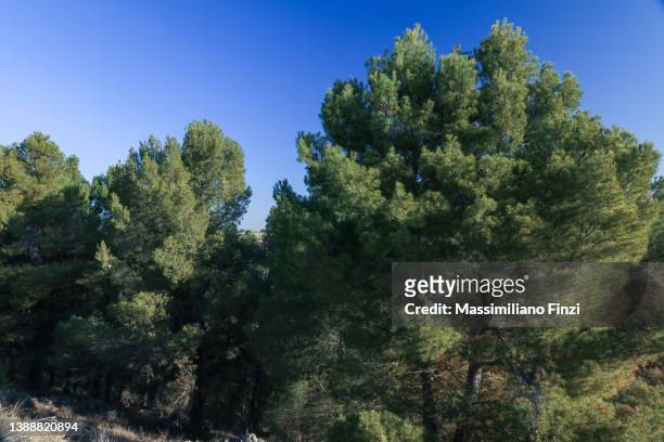forest of aleppo pine, pinus halepensis - aleppo pine stock pictures, royalty-free photos & images