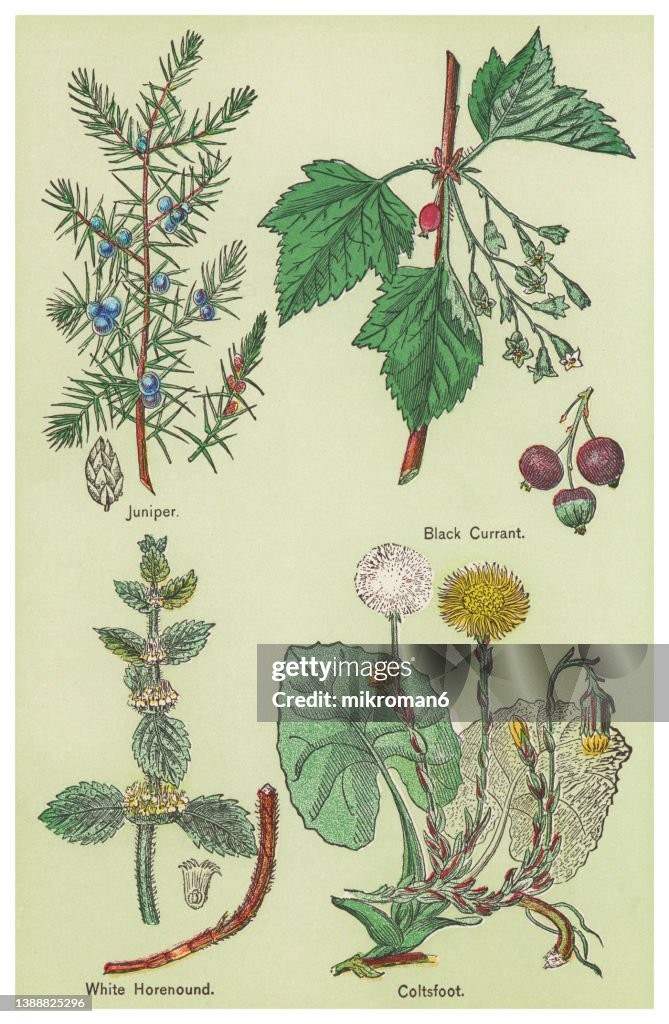 Old chromolithograph illustration of Medical plants
