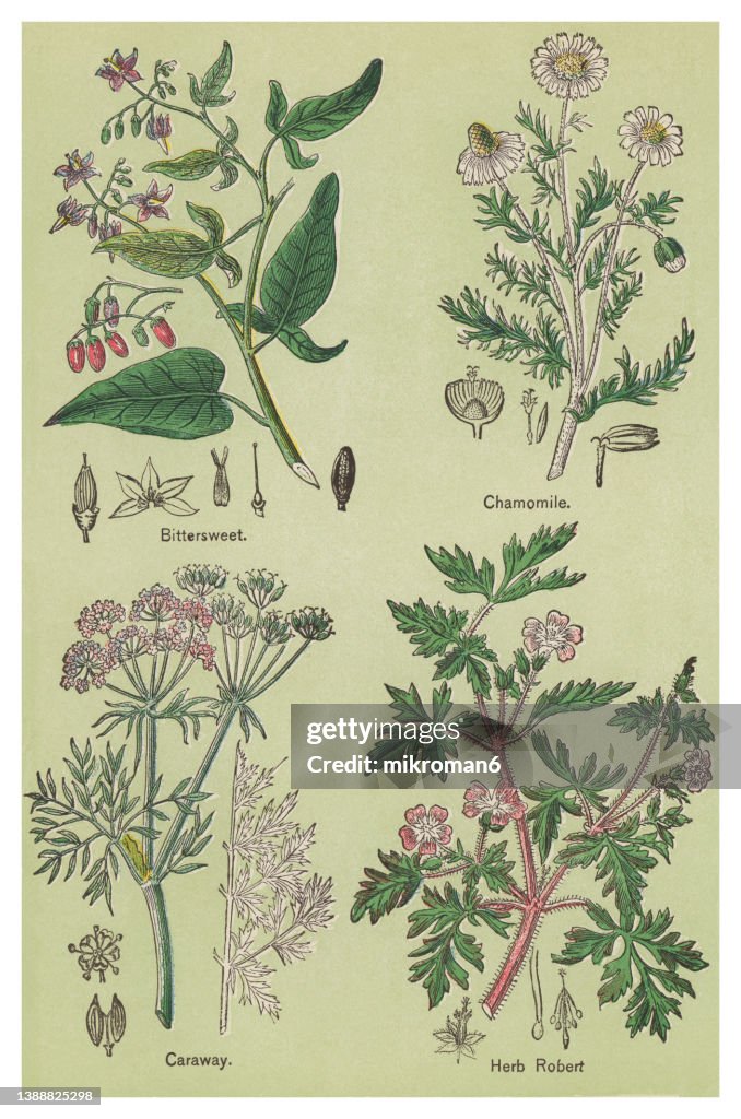Old chromolithograph illustration of Medical plants