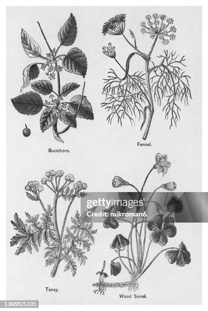 old chromolithograph illustration of medical plants - buckthorn stock pictures, royalty-free photos & images